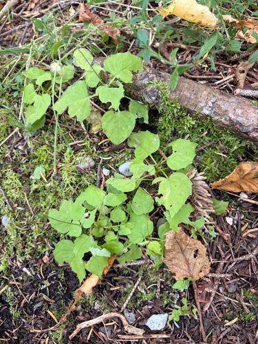 Circaea alpina observed 2026-10-01