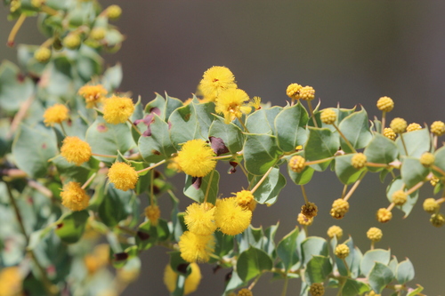 Acacia sertiformis A.Cunn.