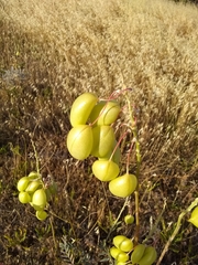 Astragalus asymmetricus