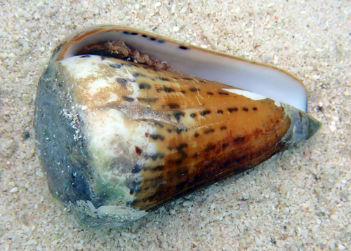 Conus leopardus observed 2026-09-15