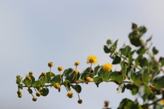 Acacia sertiformis