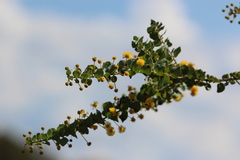 Acacia sertiformis