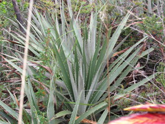 Puya ferruginea