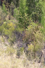 Acacia sertiformis