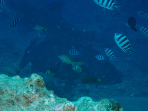 Epinephelus lanceolatus observed 2026-10-01