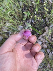 Calochortus amoenus