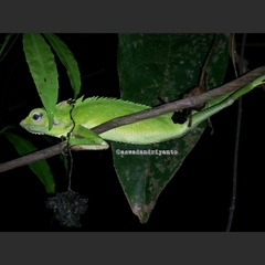 Bronchocela jubata