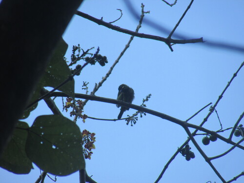 Psilopogon australis observed 2026-10-02
