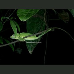 Bronchocela jubata