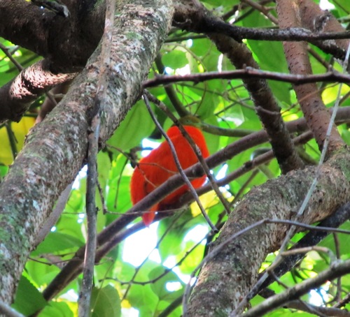 Orange Dove (Ptilinopus victor), photo 9