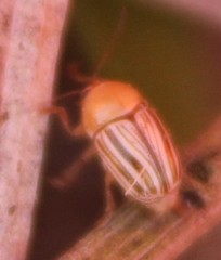 Cryptocephalus brunneovittatus