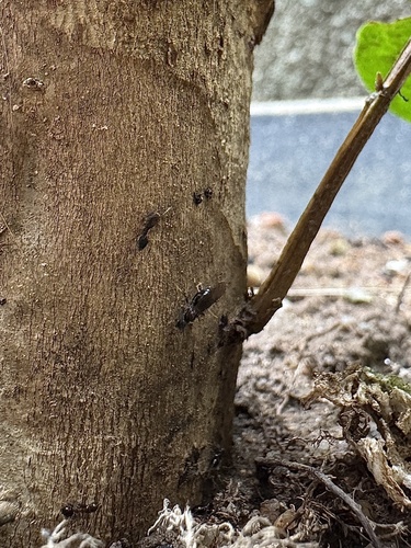 Longhorn Crazy Ant
