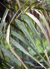 Calameae