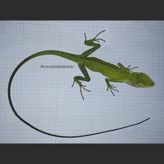 Bronchocela jubata