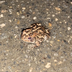 Anaxyrus terrestris