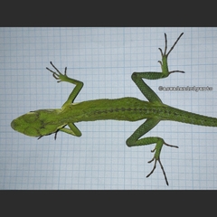 Bronchocela jubata