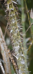 Calameae
