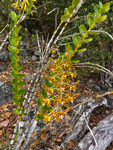 Golden Orchid
