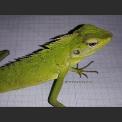 Bronchocela jubata