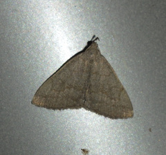 Pechipogo strigilata