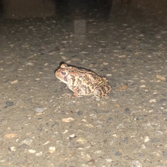 Anaxyrus terrestris