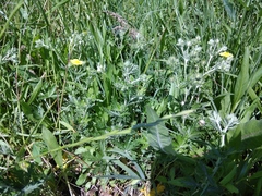 Potentilla inclinata
