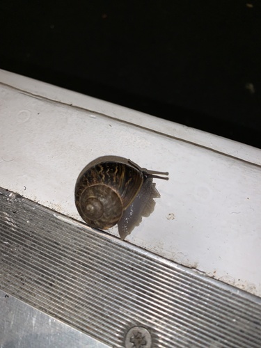 Garden Snail