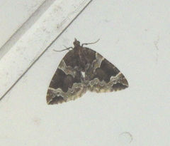Eulithis prunata