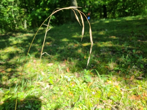 Bromus benekenii observed 2026-09-26