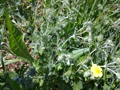Potentilla inclinata