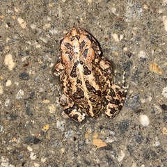 Anaxyrus terrestris