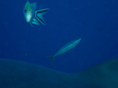 Elagatis bipinnulata observed 2026-10-01