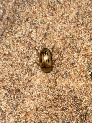 Phaleria observed 2026-10-01