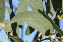 Acacia platycarpa