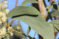 Acacia platycarpa