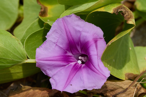Ipomoea pes-caprae observed 2026-09-12