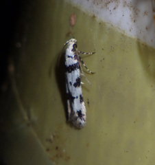 Pseudotelphusa scalella