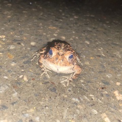 Anaxyrus terrestris