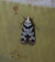 Pseudotelphusa scalella