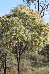 Acacia platycarpa