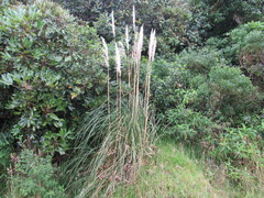 Cortaderia nitida