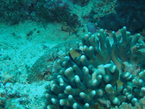 Chromis retrofasciata observed 2026-10-01