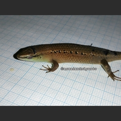 Eutropis rugifera