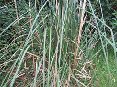 Cortaderia nitida