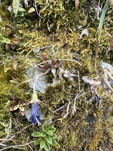 Adenophora morrisonensis observed 2026-10-02