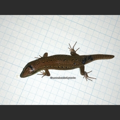 Eutropis rugifera