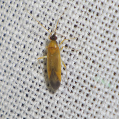 Phylus melanocephalus