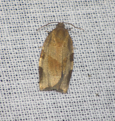 Choristoneura hebenstreitella