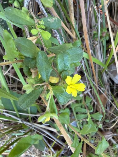Hibbertia aspera observed 2026-10-02