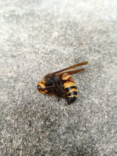 Black-tailed Hornet